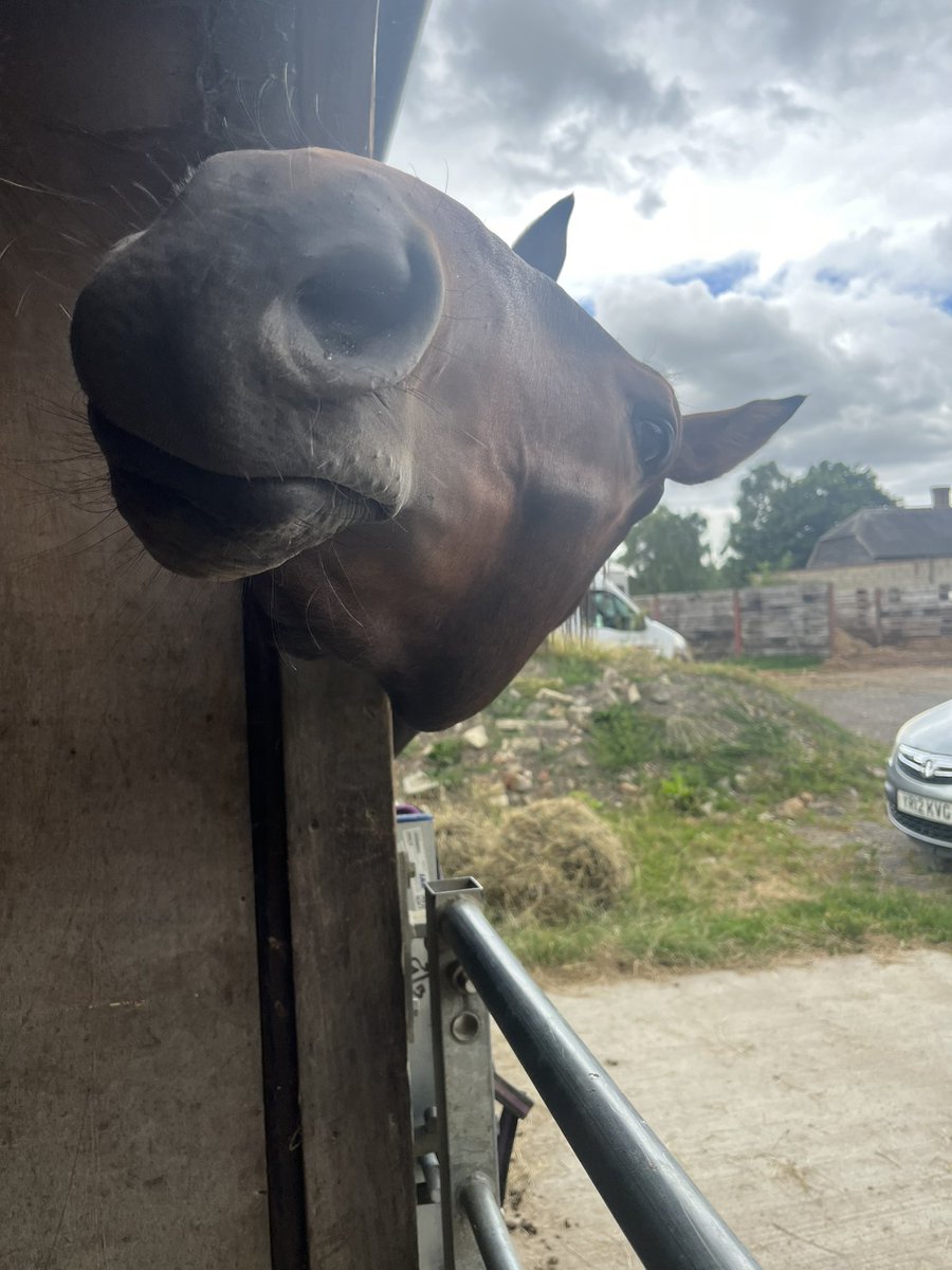 EmerRohan's tweet photo. He smelled the 🥕🥕🥕🤩 https://t.co/3gtZkpGfU3