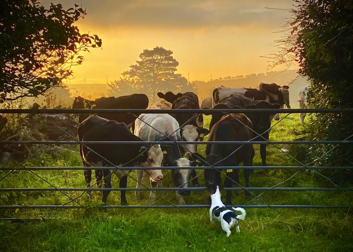 AledHall's tweet image. Bore da wrtho ni gyd yn Dolgrân…#Twmaiffrindiau❤️
Bore da from us all in Dolgrân…#Twmandfriends❤️