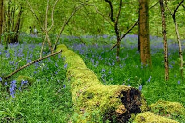 Hertfordshire County Council is asking residents for their views on a new Local Nature Recovery Strategy (LNRS) for the county &gt; livingmags.info/have-your-say-… #Herts #Nature #Survey <a href="/hertscc/">Hertfordshire County Council</a>