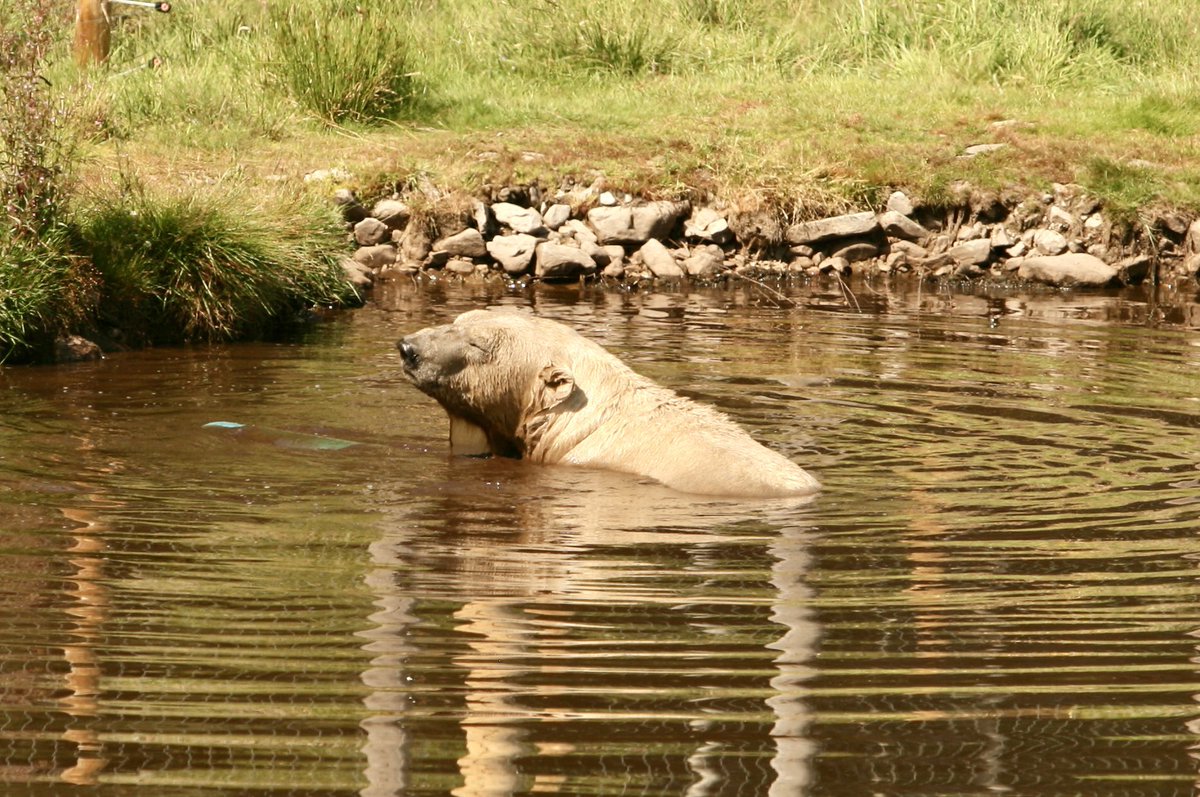 ๐ (@ostonestreet) on Twitter photo #picoftheday Polar Bear Chilling
<a href="/ladycultreboot/">Freyja</a> <a href="/PennineThe/">The Pennine Painter</a> <a href="/raiphsays/">Oor Red Raiph ๐ด๓ ง๓ ข๓ ณ๓ ฃ๓ ด๓ ฟ๐ฎ๐ช๐ฉ๐ช</a> <a href="/staithesartist/">Sue Nichol</a> <a href="/MarySummer1966/">Mary Summer</a> <a href="/pilaraymara/">Pilar Fernandez</a> <a href="/GREIGEYESBIKER1/">GREIGE๐ด๓ ง๓ ข๓ ณ๓ ฃ๓ ด๓ ฟ๐๐</a> <a href="/moleatthedoor/">mole at the counter</a> <a href="/mrs_counter/">Caz Bailey๐๏ธ๐๐ค๐</a> <a href="/lorri1962/">Supergran Lorri Independence for Scotland</a> <a href="/Catrionareids/">Catrรฌona Reid</a> <a href="/JohnDowson66/">Adult Human Male of Steel ๐ฅ ๐๐ค๐</a> <a href="/colz261/">Right Hon .Lady Colz of Aberdeen ๐ด๓ ง๓ ข๓ ณ๓ ฃ๓ ด๓ ฟ</a> <a href="/ArgyllSeaGlass/">๐ด๓ ง๓ ข๓ ณ๓ ฃ๓ ด๓ ฟMike - ArgyllSeaglass ๐ด๓ ง๓ ข๓ ณ๓ ฃ๓ ด๓ ฟ</a> <a href="/weestie97/">Highland Extremist CyberNat</a> <a href="/cee4cat/">Simone</a> <a href="/defiaye/">Brave</a> <a href="/Becca3Artach/">Becca Thorne</a> <a href="/Heeev_/">Heather</a> #picoftheday Polar Bear Chilling
<a href="/ladycultreboot/">Freyja</a> <a href="/PennineThe/">The Pennine Painter</a> <a href="/raiphsays/">Oor Red Raiph ๐ด๓ ง๓ ข๓ ณ๓ ฃ๓ ด๓ ฟ๐ฎ๐ช๐ฉ๐ช</a> <a href="/staithesartist/">Sue Nichol</a> <a href="/MarySummer1966/">Mary Summer</a> <a href="/pilaraymara/">Pilar Fernandez</a> <a href="/GREIGEYESBIKER1/">GREIGE๐ด๓ ง๓ ข๓ ณ๓ ฃ๓ ด๓ ฟ๐๐</a> <a href="/moleatthedoor/">mole at the counter</a> <a href="/mrs_counter/">Caz Bailey๐๏ธ๐๐ค๐</a> <a href="/lorri1962/">Supergran Lorri Independence for Scotland</a> <a href="/Catrionareids/">Catrรฌona Reid</a> <a href="/JohnDowson66/">Adult Human Male of Steel ๐ฅ ๐๐ค๐</a> <a href="/colz261/">Right Hon .Lady Colz of Aberdeen ๐ด๓ ง๓ ข๓ ณ๓ ฃ๓ ด๓ ฟ</a> <a href="/ArgyllSeaGlass/">๐ด๓ ง๓ ข๓ ณ๓ ฃ๓ ด๓ ฟMike - ArgyllSeaglass ๐ด๓ ง๓ ข๓ ณ๓ ฃ๓ ด๓ ฟ</a> <a href="/weestie97/">Highland Extremist CyberNat</a> <a href="/cee4cat/">Simone</a> <a href="/defiaye/">Brave</a> <a href="/Becca3Artach/">Becca Thorne</a> <a href="/Heeev_/">Heather</a>