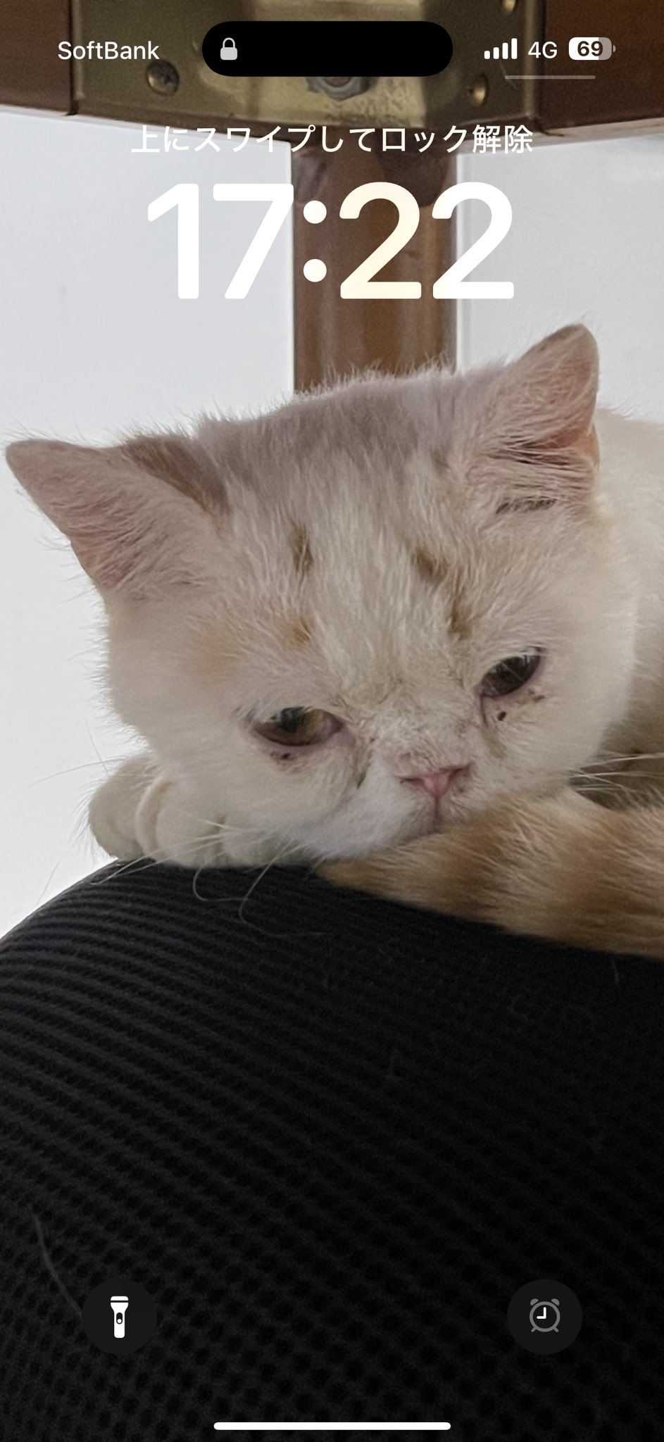 きじとらねこ64 (@Kijitoraneko64) / X