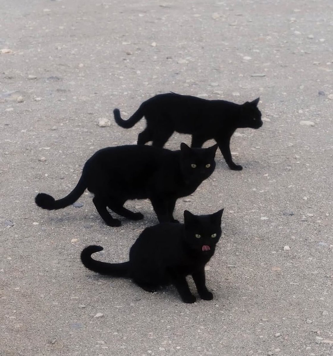Black cats are not bad luck (@visualscat) on Twitter photo 