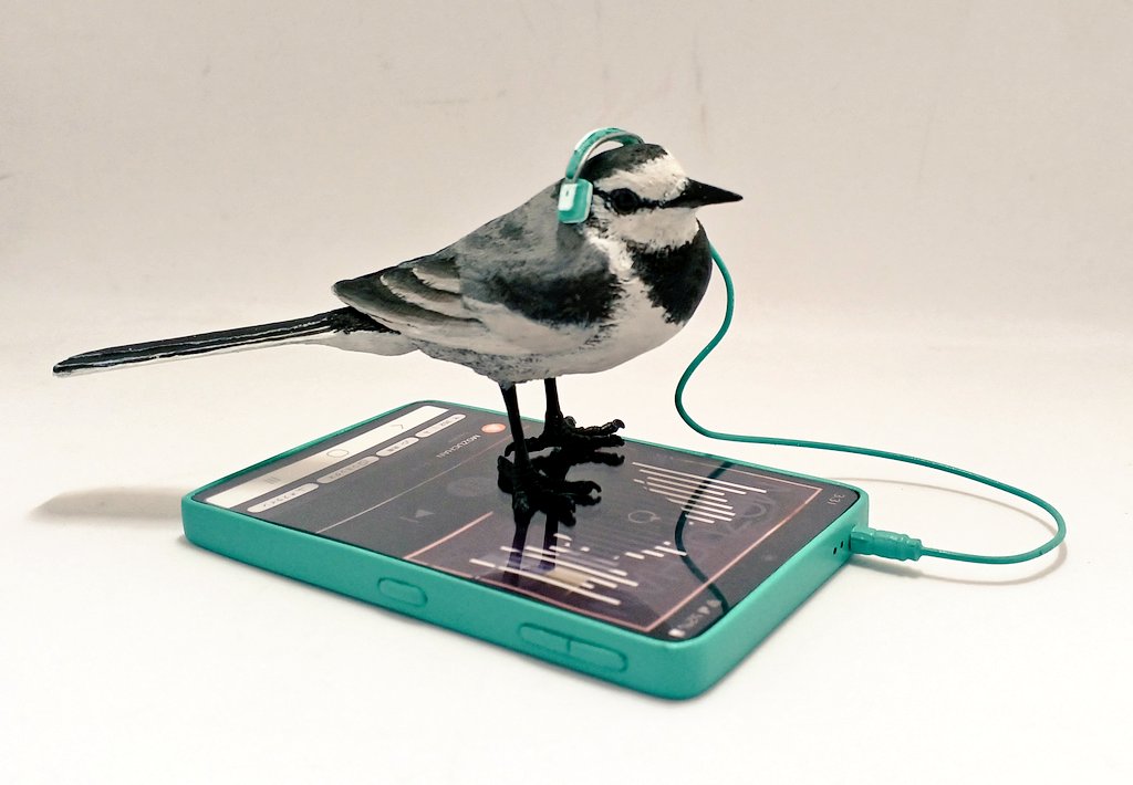 まにあったーーー！
セグロ・ハクセキレイたち♪
ちょっと設置がめんどう
#博物ふぇす
#博物ふぇす鳥部