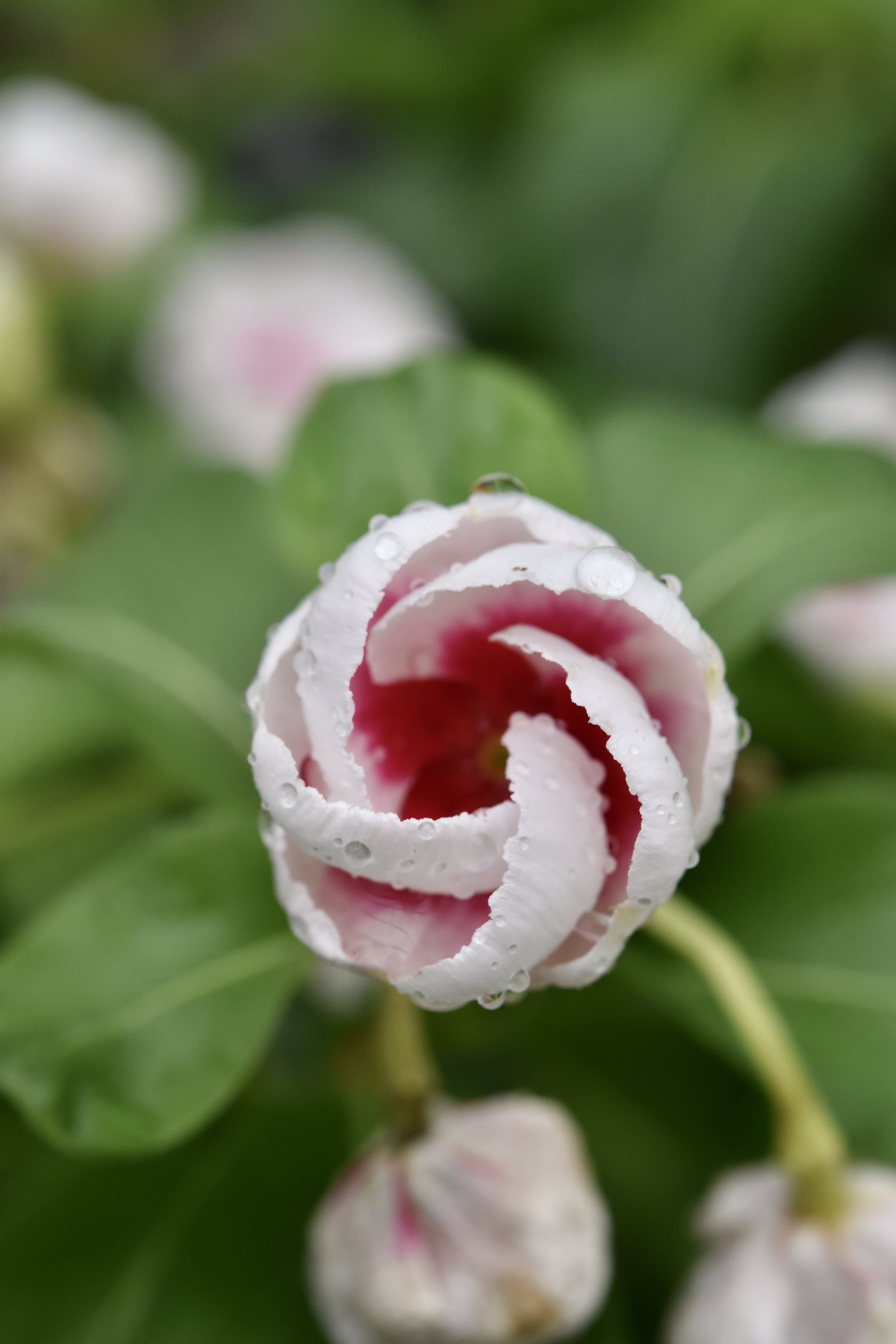 ⚠️庭の花様ご連絡ページ⚠️ shino→昼夜勤務中← (@bygorokuzerosan) / Posts / X