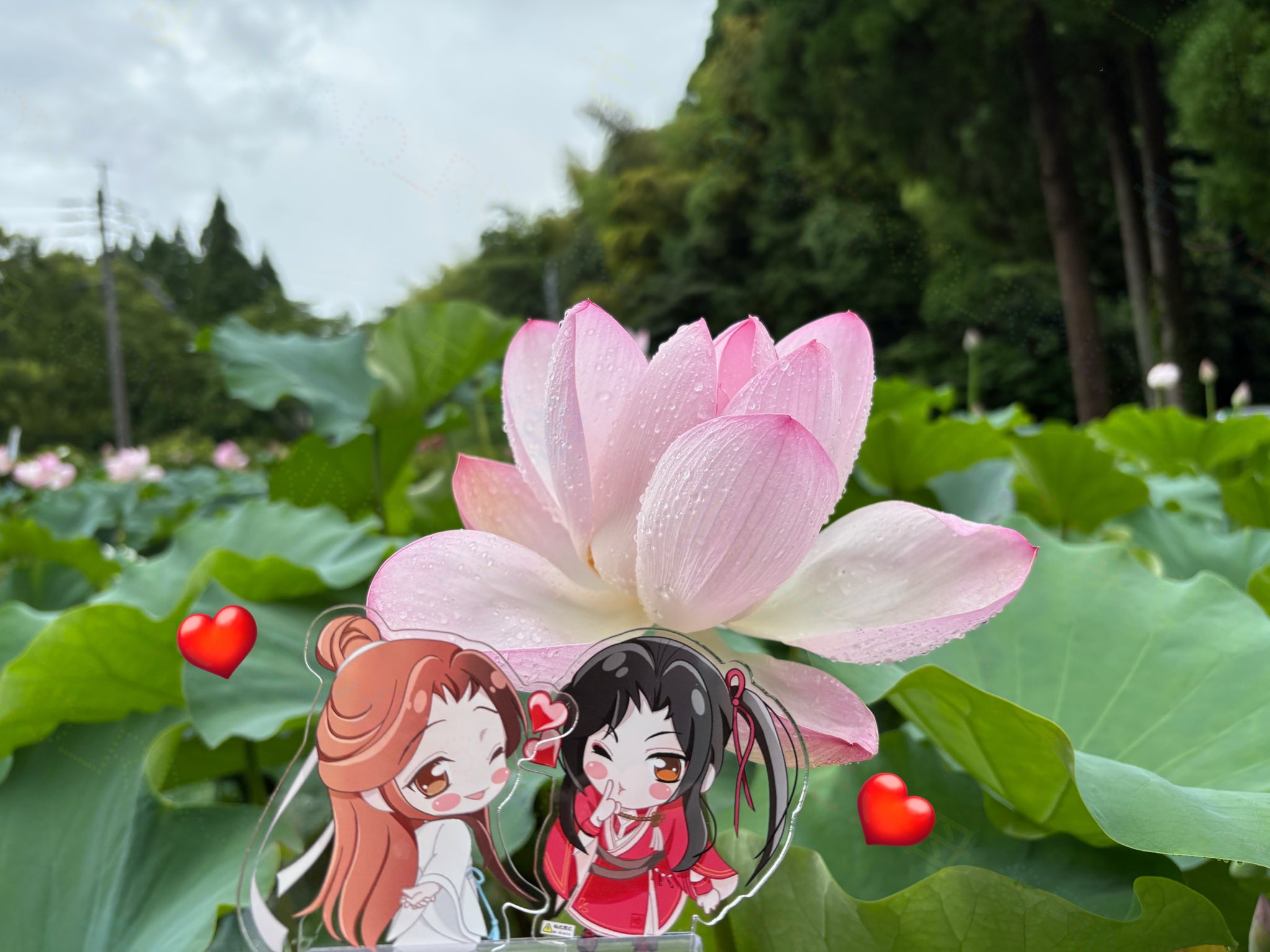 暁 かおる🦋🌸 on X: 