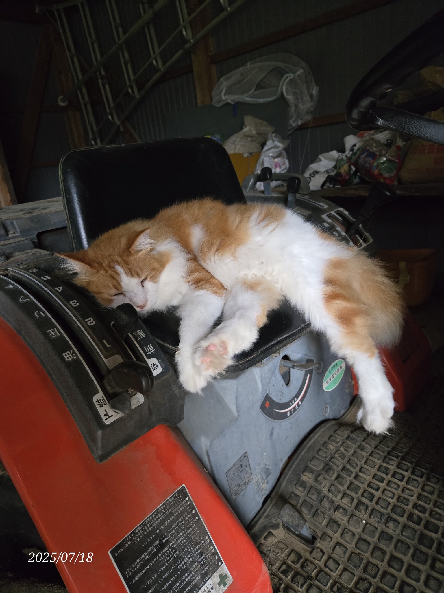 猫 楽天市場】ねこ飛び出し注意 シール ステッカー 猫 ネコ ねこ