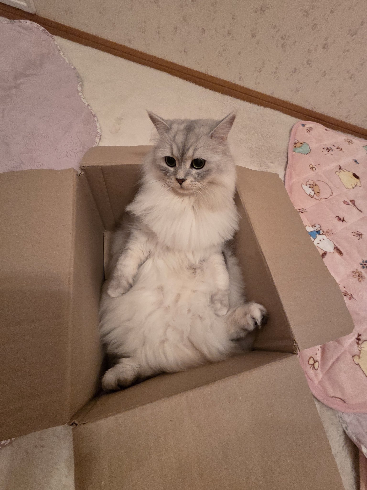 cat_miao_秋桜 on X: 