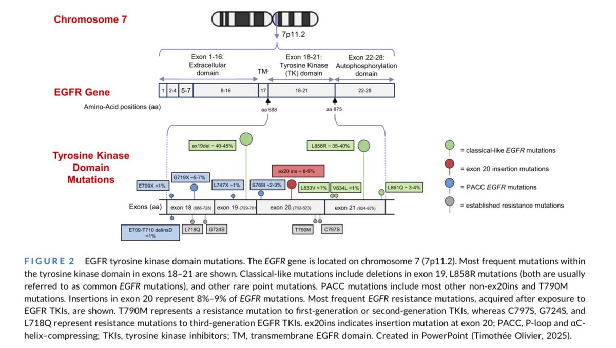 medoncodoc's tweet image. EGFR-mutant NSCLC: Evolving Landscape 🧬💊
Targeted EGFR TKIs have transformed NSCLC care, now used from early to metastatic stages. 🫁
While combinations improve PFS, they raise toxicity and cost—making biomarker-driven patient selection essential.
New insights into…