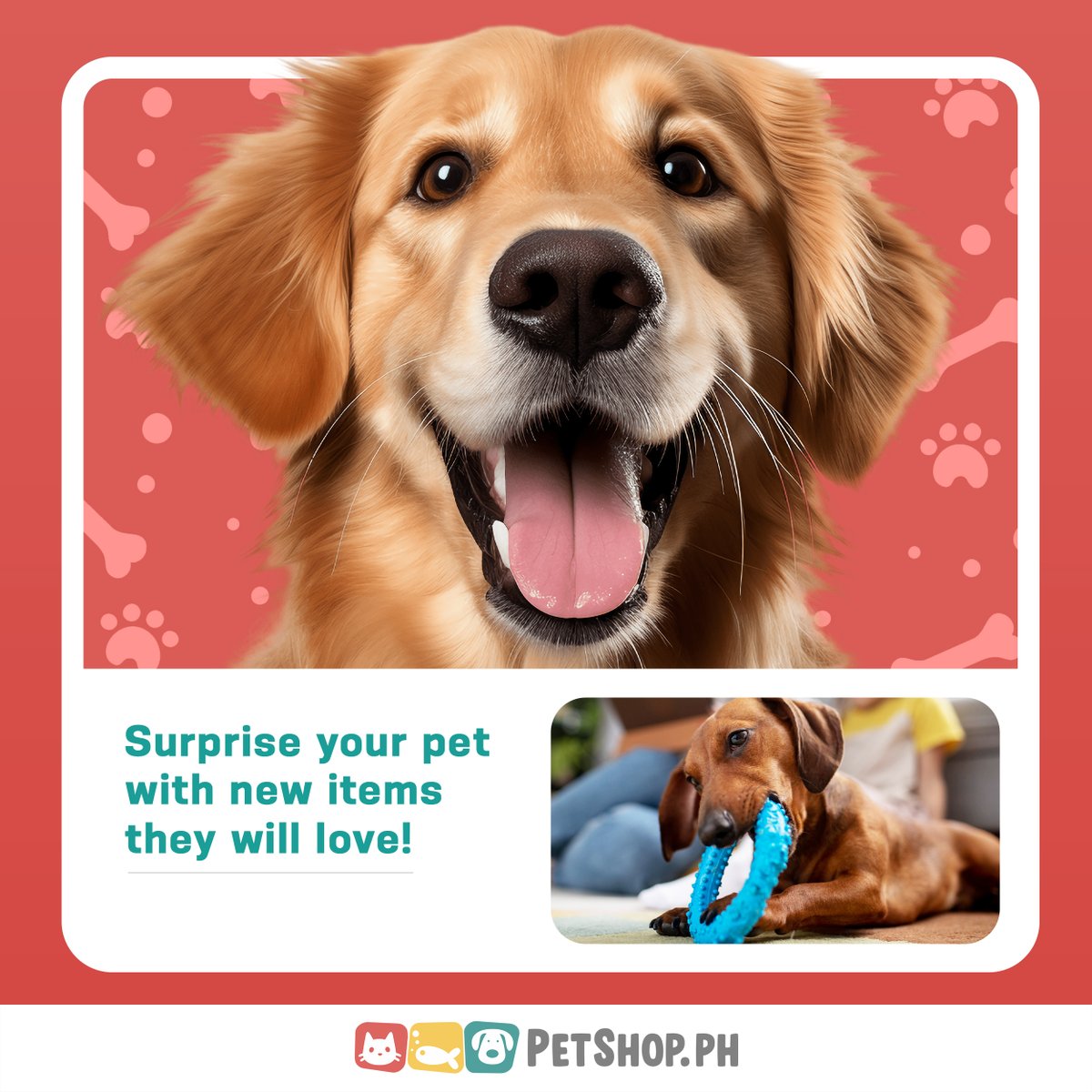 MyPetshopPH's tweet image. 🎉 Surprise your furry friend with new toys, treats, and more they'll absolutely love! 🐾🛍️ Shop now at petshop.ph and make their day extra special! 💖 #petlovers #Petshop.ph