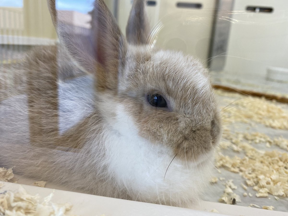 kahoku_zoo's tweet image. 今日も暑かったね〰️💦お疲れ様でした〰️🌆🐰🐰 #癒し #お疲れ様でした #河北町児童動物園