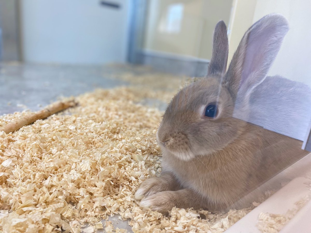 kahoku_zoo's tweet image. 今日も暑かったね〰️💦お疲れ様でした〰️🌆🐰🐰 #癒し #お疲れ様でした #河北町児童動物園