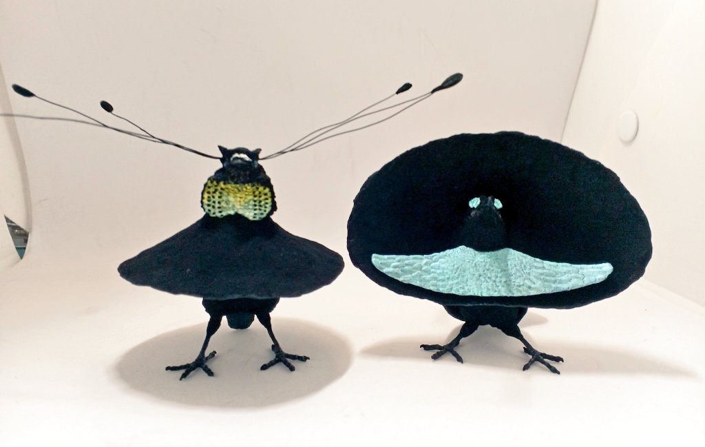 フウチョウたち💃
かさばる
#博物ふぇす
#博物ふぇす鳥部