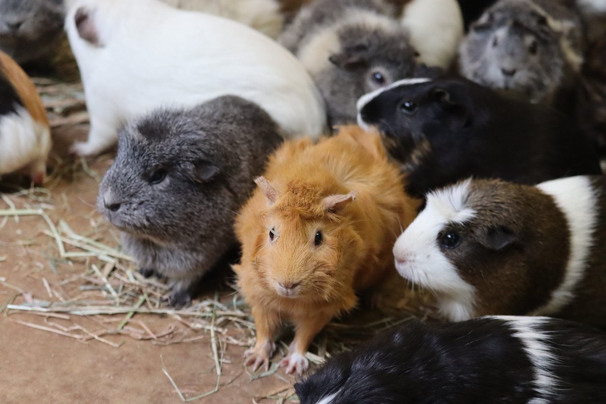 hamurazoo_'s tweet image. #モルモット に初めて触れたことが、人生で最初の動物とのふれあいだったという方も多いのではないでしょうか?毎日、皆さんを待っていますので、ぜひ会いに来てくださいね✨ 明日からの #三連休 は #特別イベント を開催します!
#ヒノトントンZOO #羽村市動物公園