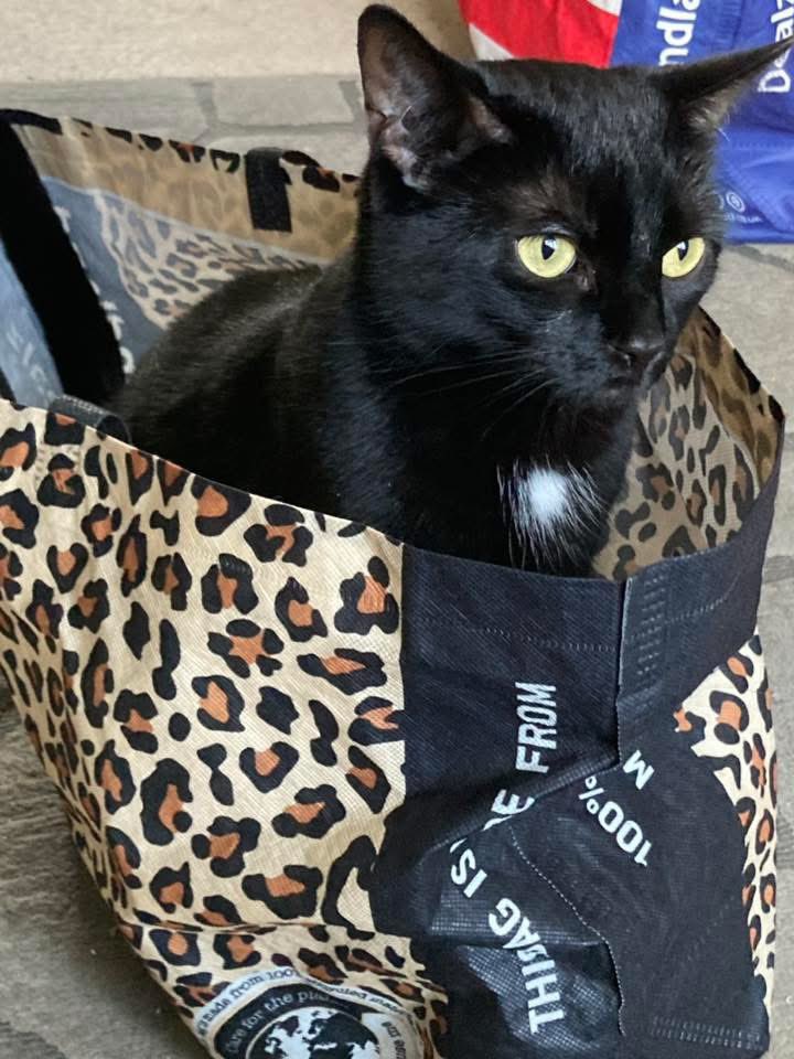 My dad is on holiday 

Peace at last 

Delilah 🐈‍⬛