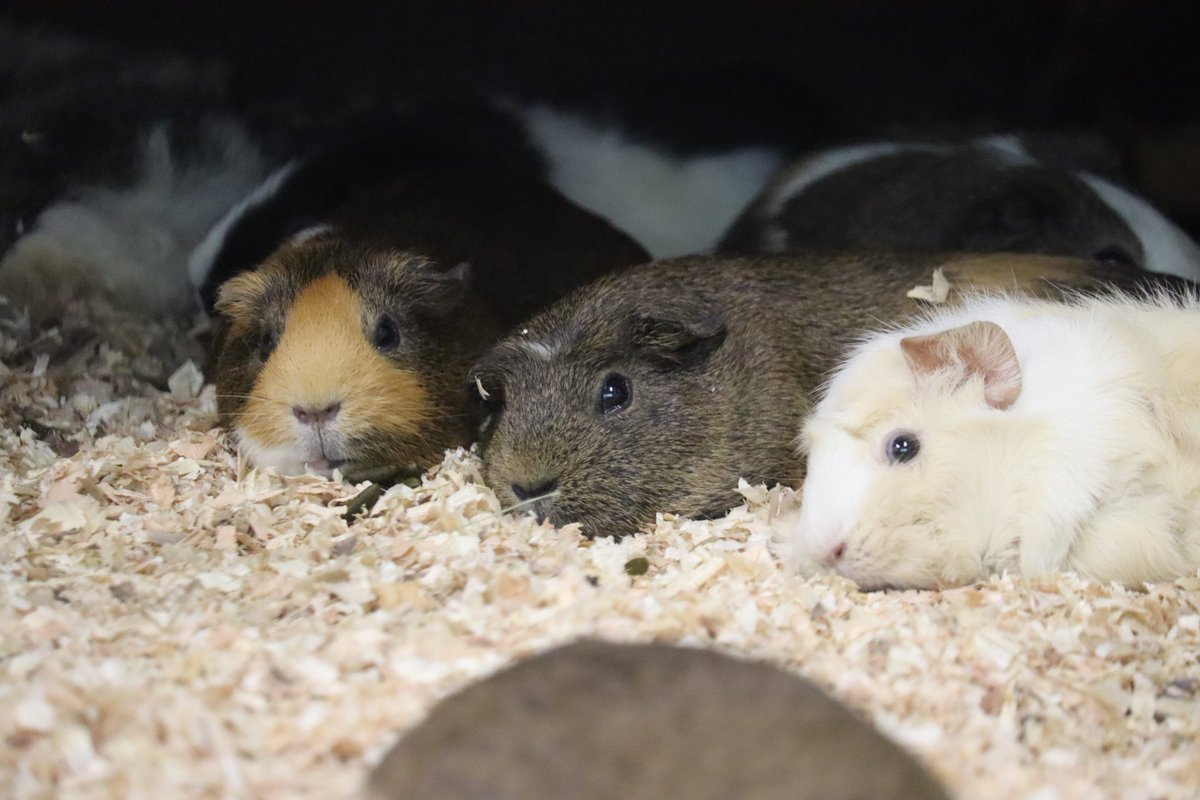 hamurazoo_'s tweet image. #モルモット に初めて触れたことが、人生で最初の動物とのふれあいだったという方も多いのではないでしょうか?毎日、皆さんを待っていますので、ぜひ会いに来てくださいね✨ 明日からの #三連休 は #特別イベント を開催します!
#ヒノトントンZOO #羽村市動物公園