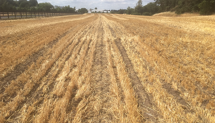 Teagasc (@teagasc) on Twitter photo As part of this month’s Teagasc Tillage Advisory newsletter, Ciaran Collins, <a href="/TeagascCrops/">Teagasc Tillage Team</a> Specialist, shared key information on stubble cultivation and glyphosate label changes.
Read it here bit.ly/4lTJXkz As part of this month’s Teagasc Tillage Advisory newsletter, Ciaran Collins, <a href="/TeagascCrops/">Teagasc Tillage Team</a> Specialist, shared key information on stubble cultivation and glyphosate label changes.
Read it here bit.ly/4lTJXkz