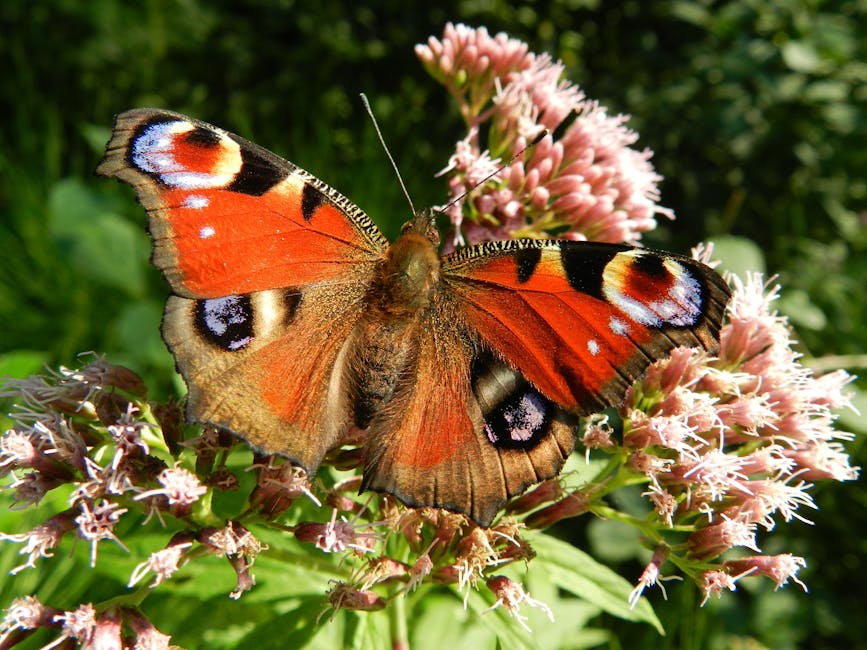 OpenLearn (@oufreelearning) on Twitter photo The #BigButterflyCount starts today (18th July - 10th August); it assesses the #environment by counting the amount and type of butterflies 🦋
But why do #butterflies matter? In our article <a href="/OU_STEM/">Faculty of STEM, The Open University</a>'s Bradley Neal introduces us to some species in the UK: ow.ly/UFIx50Wm84u The #BigButterflyCount starts today (18th July - 10th August); it assesses the #environment by counting the amount and type of butterflies 🦋
But why do #butterflies matter? In our article <a href="/OU_STEM/">Faculty of STEM, The Open University</a>'s Bradley Neal introduces us to some species in the UK: ow.ly/UFIx50Wm84u