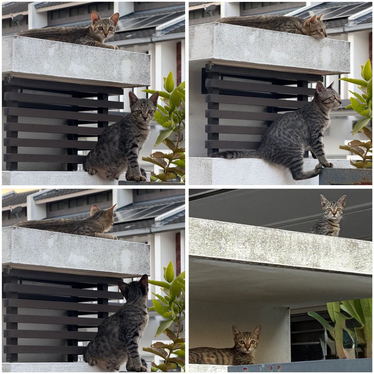 📌 Shah Alam

These kittens are looking for their forever home!

3 - 4 months old &amp; litter trained. 

- Kuat main tapi pemalu if belum kenal. 
- Kuat makan &amp; akan bebel if lambat bagi makan 😆
- Prefer pair adoption 
- Black male, the other one female

013 297 5597