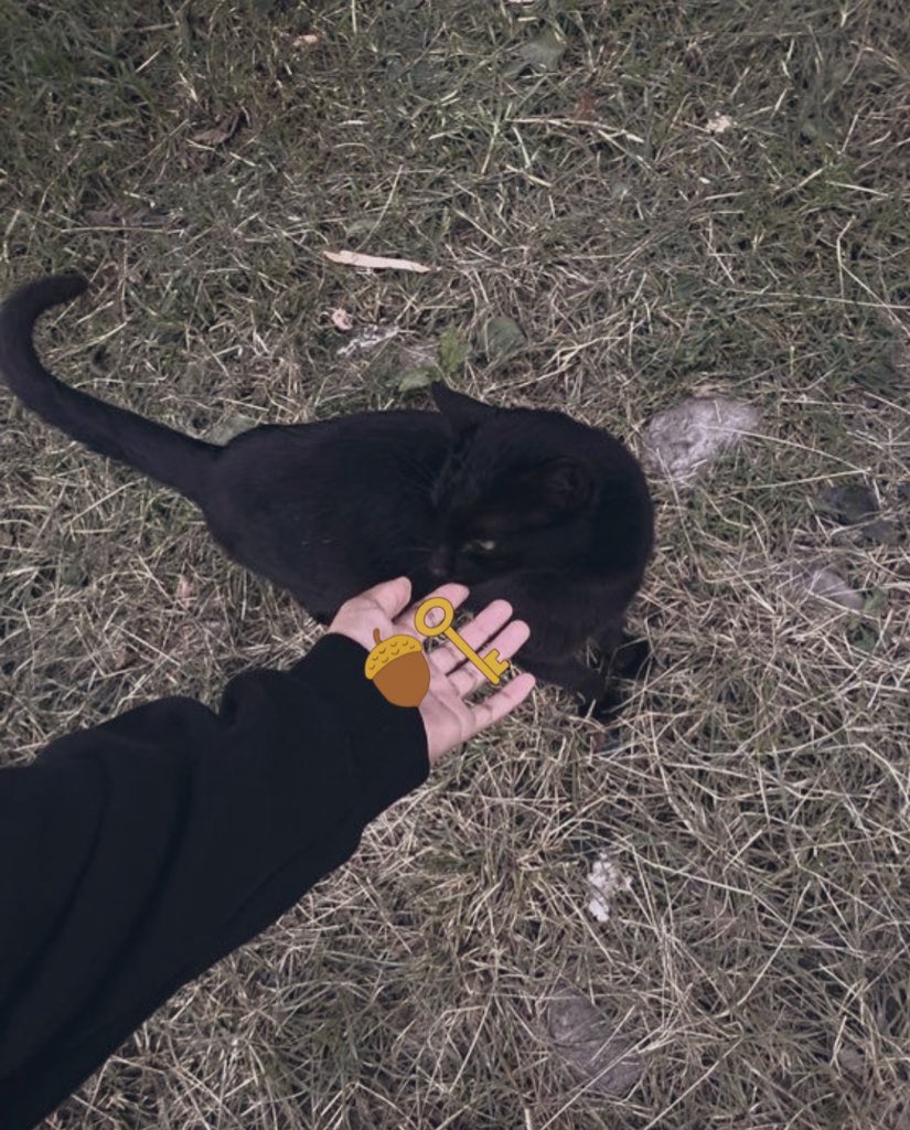 lilsadnessbro's tweet image. 🫎‼️While walking, a stray cat suddenly attacked me and stole all my acorns and keys. Be careful! @DataHaven_xyz
#DataHaven #AI #cates
@real_NFT @RyanJLevy @Sabrinadegas @MayBCryptoWhale @DoubleARon2048 @AlexDiNunzio @numberswetrust