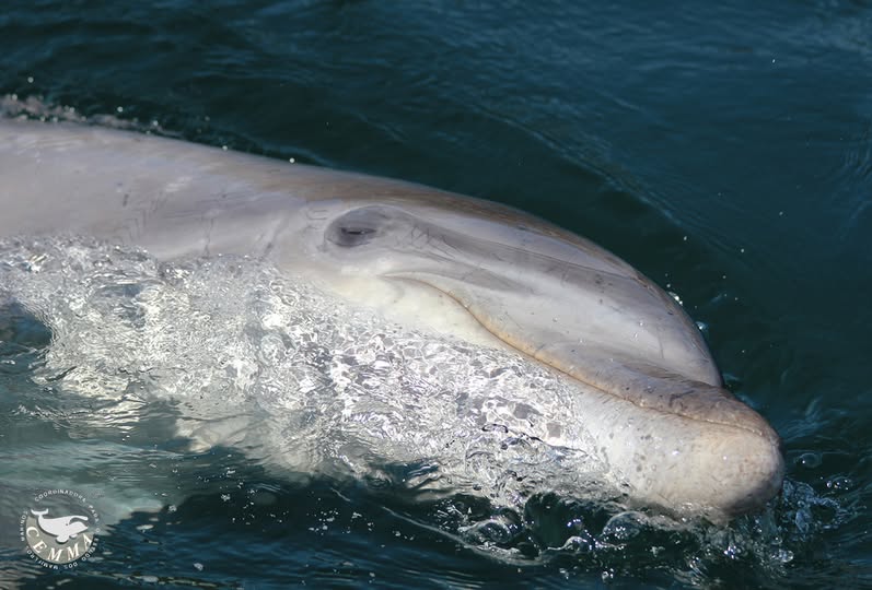 MC_org's tweet image. We are deeply saddened to report that solitary sociable dolphin CONFI has been confirmed dead. In June , CONFI disappeared from the Ría del Ferrol, Spain. When found he had large cuts, his tail fluke completely severed, due to a propeller.
facebook.com/marineconnecti…
Photo: CEMMA