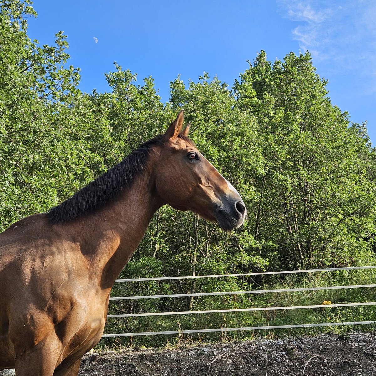 PMdeNice tweet media