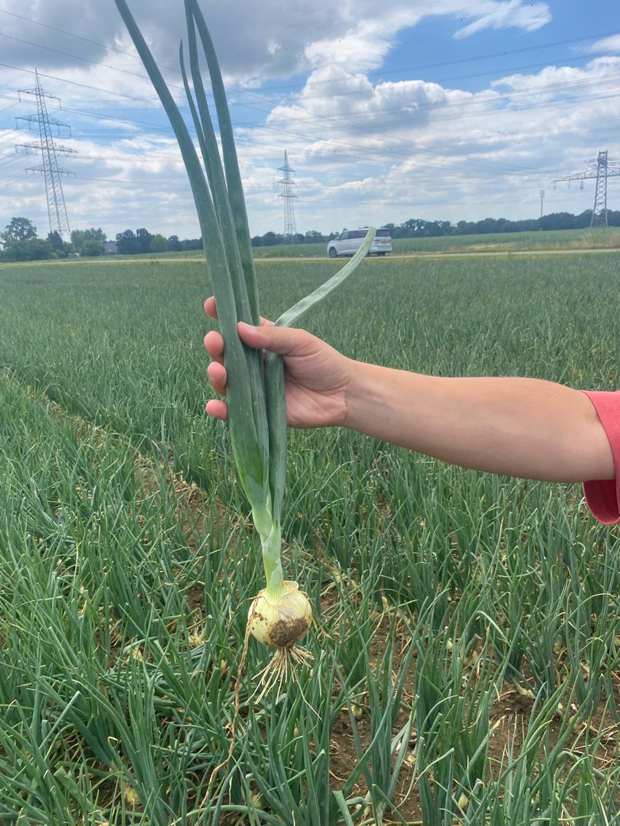 FlevoTrade Onions, Grading & Packaging tweet media