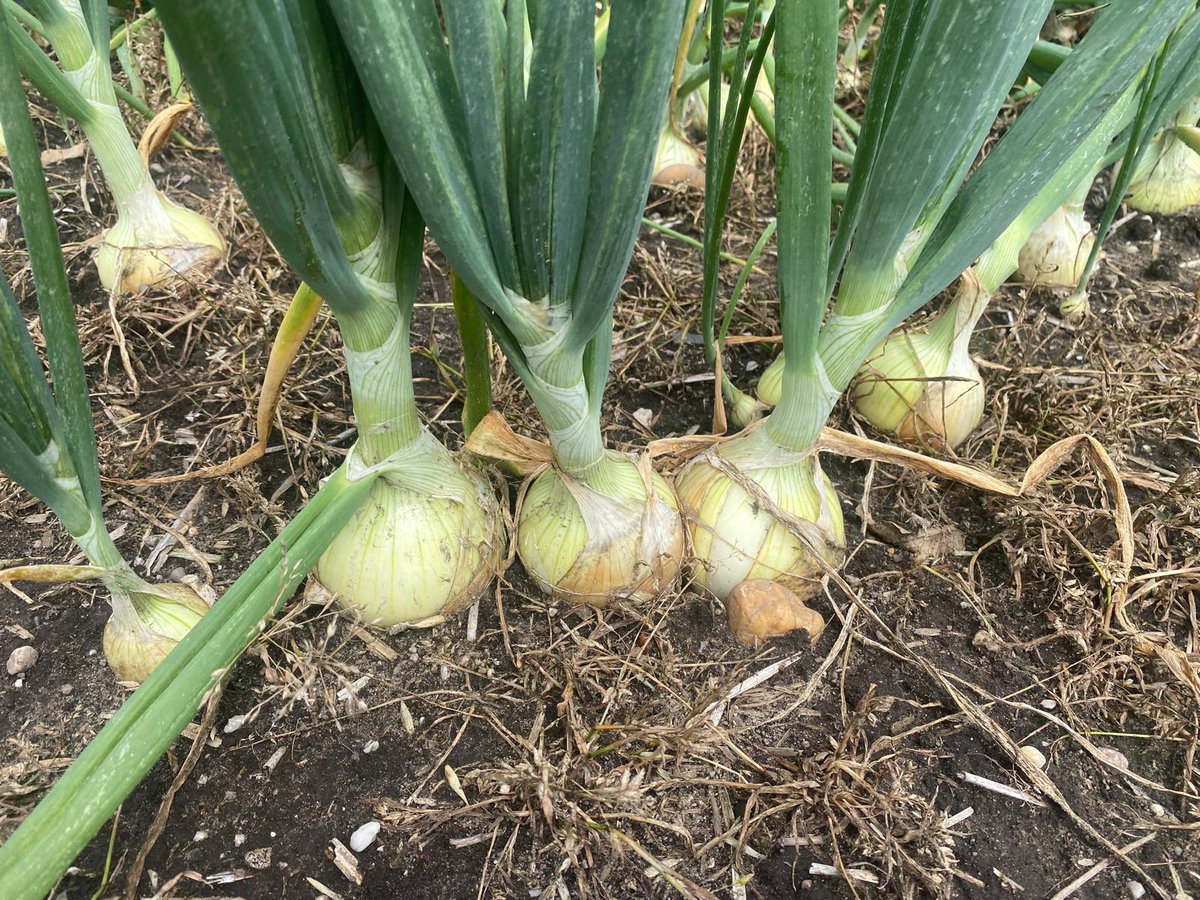 FlevoTrade Onions, Grading & Packaging tweet media
