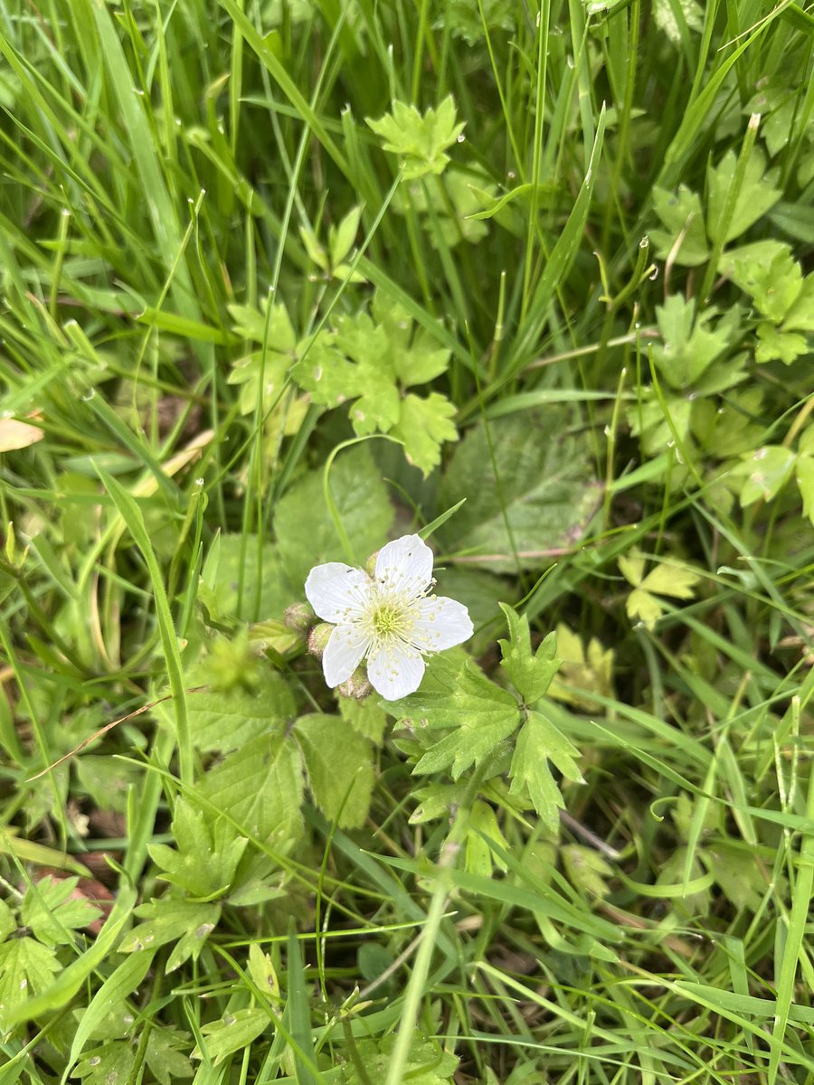 AndrewJamesGre3's tweet image. Instead of focussing on creeps, focus on this creeping buttercup - new to me, really quite beautiful.