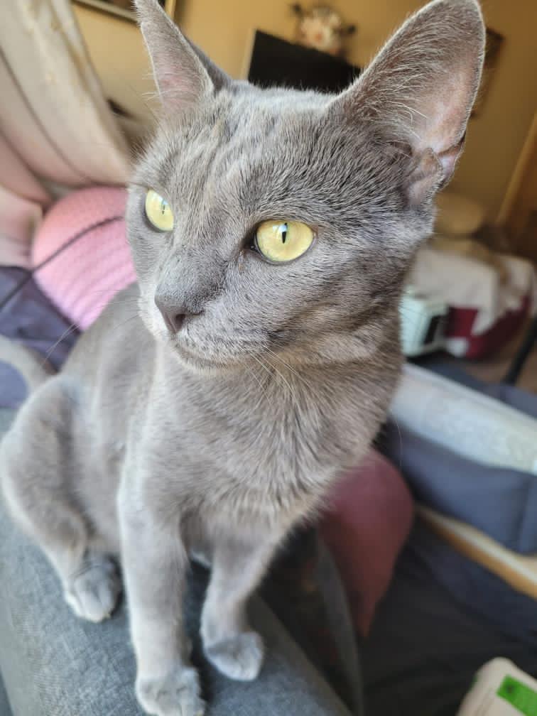 ÇOK ACİL YUVA ARANIYOR!!
Sokağa atıldı ve sığındığı okulun müdürünun anne kedı ve yavru kediler okulun deposundayken bile İsteye depoya ılaclama yaptırdığı okuldan kurtarıldı,suan gecıcı yuvada ve suresi doldu kimse aramadı 😥 cok acil omurluk yuva aranıyor tahmını 1