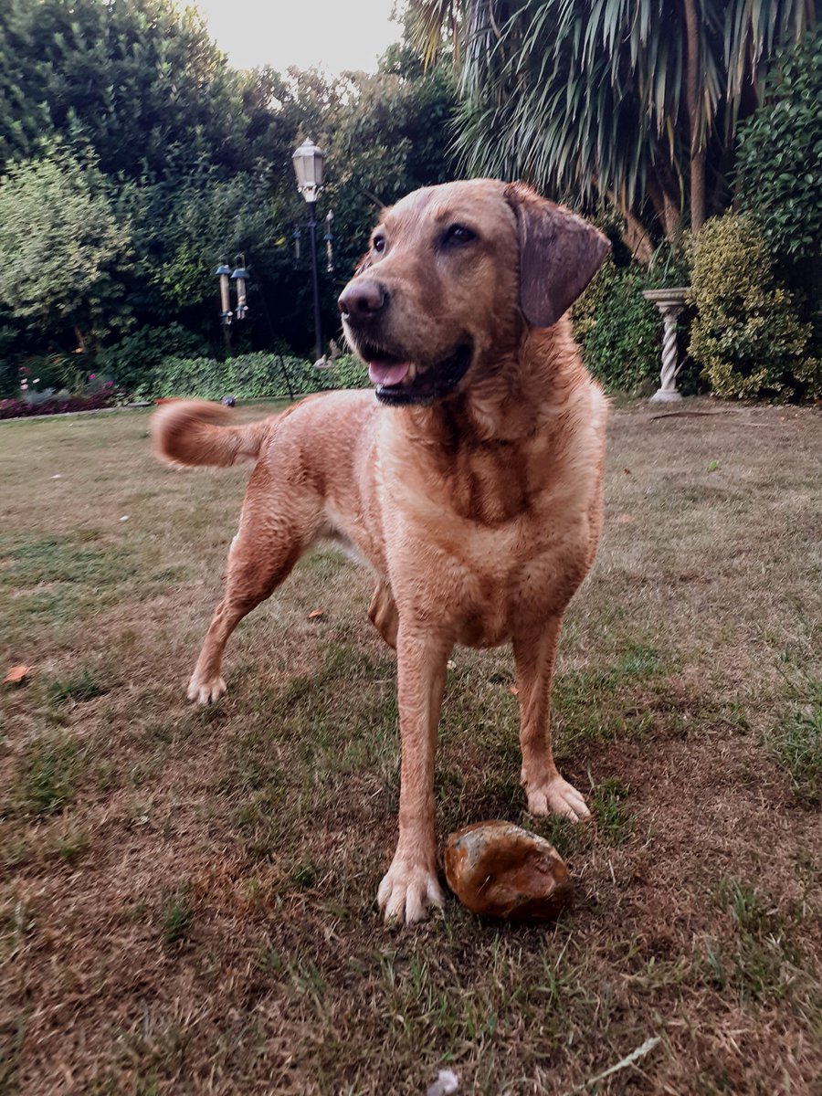 aemlair's tweet image. Ollie is chuffed to bits over her new favourite toy: a big rock.