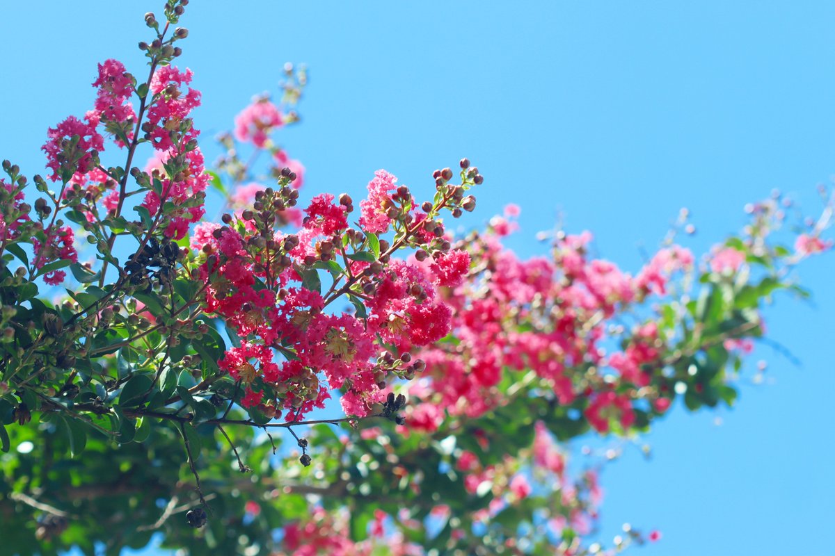 MaririnSiga's tweet image. 青空に百日紅
#サルスベリ