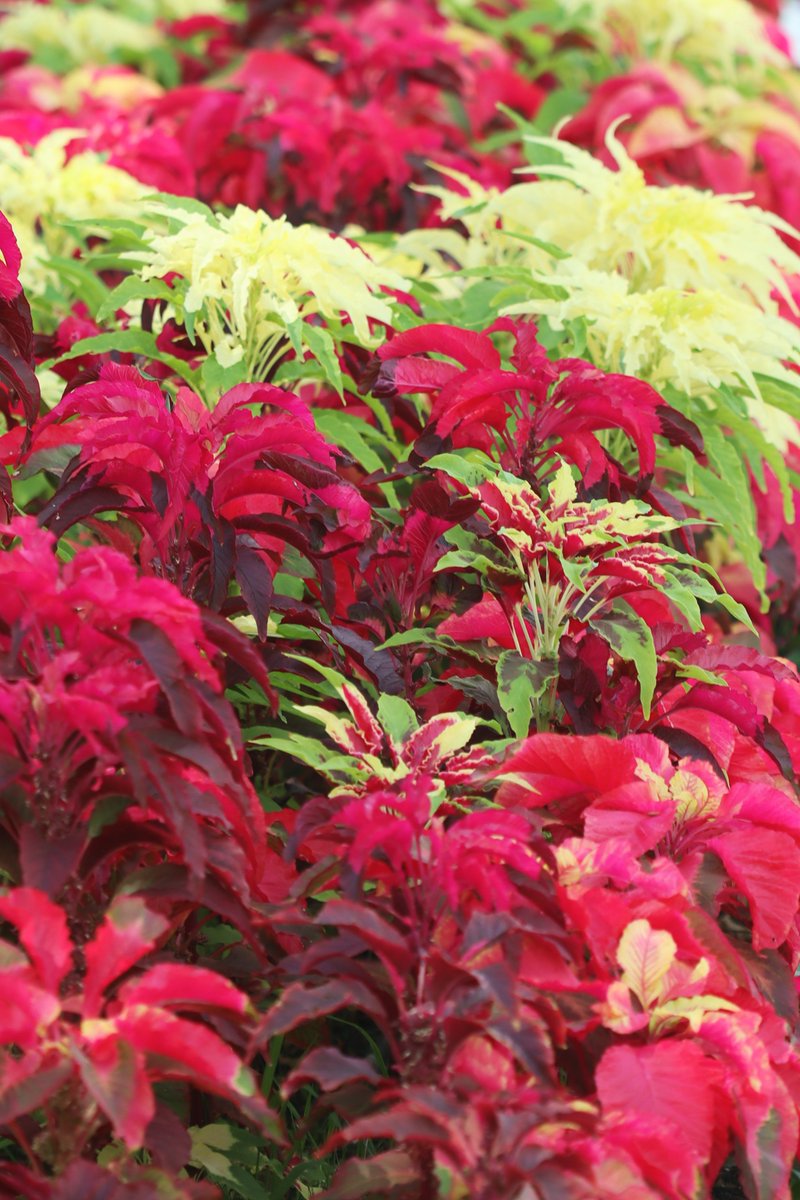 MaririnSiga's tweet image. おはようございます
#ハゲイトウ（葉鶏頭）