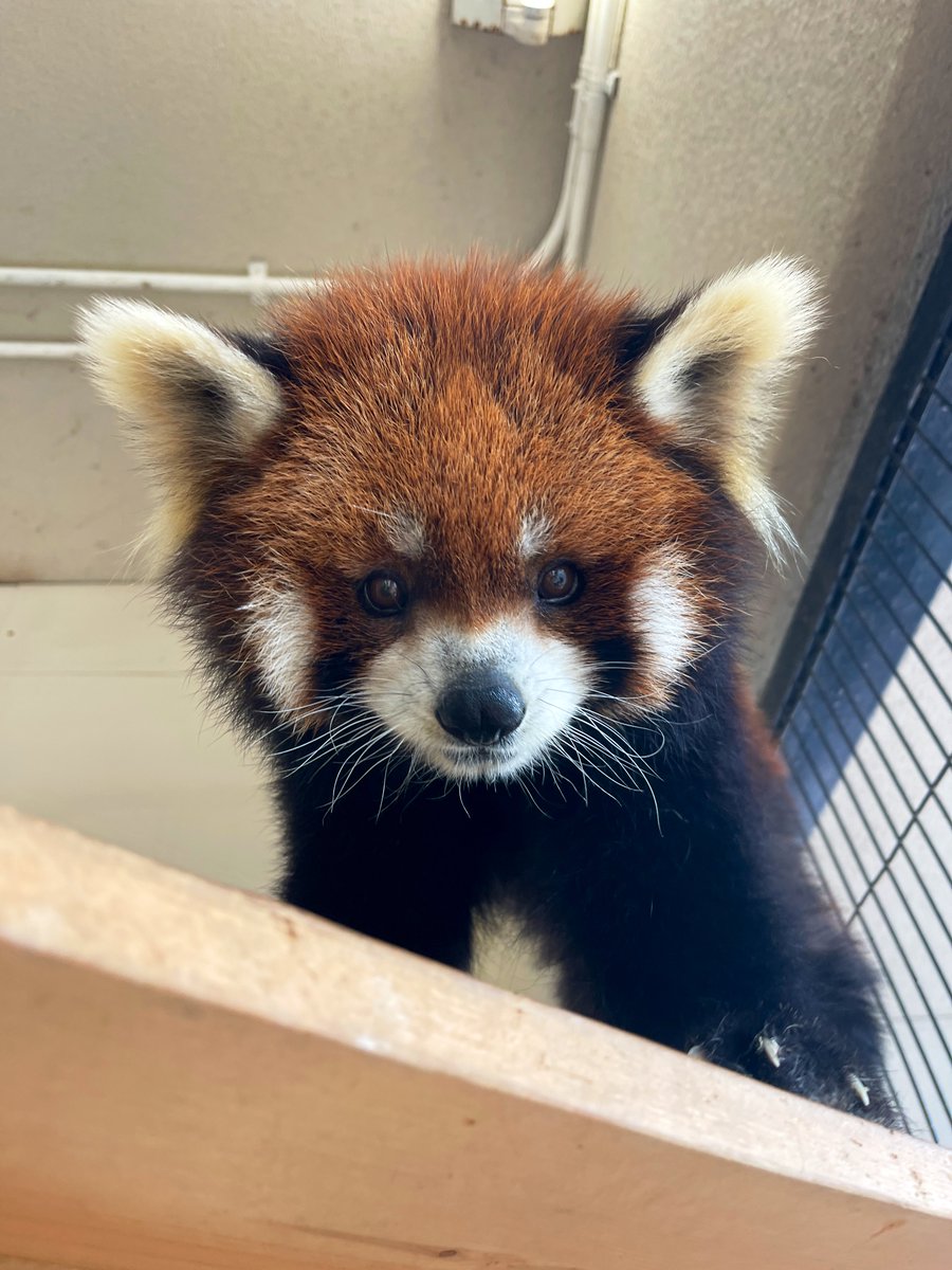 nishiyama_zoo's tweet image. 🎂HAPPY BIRTHDAY🎉
今日はライトの12歳のお誕生日です。
こげパン代表、にんじん大好き、一途な姿勢が評判のライトくん。
ご心配をおかけしていた脱毛も改善してキレイな毛並みになってきています。
これからも元気に過ごしてね!
#鯖江市西山動物園
#レッサーパンダ
#ライト
#お誕生日おめでとう