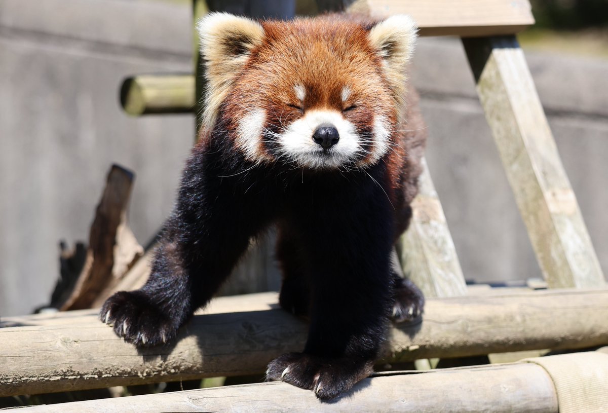 nishiyama_zoo's tweet image. 🎂HAPPY BIRTHDAY🎉
今日はライトの12歳のお誕生日です。
こげパン代表、にんじん大好き、一途な姿勢が評判のライトくん。
ご心配をおかけしていた脱毛も改善してキレイな毛並みになってきています。
これからも元気に過ごしてね!
#鯖江市西山動物園
#レッサーパンダ
#ライト
#お誕生日おめでとう