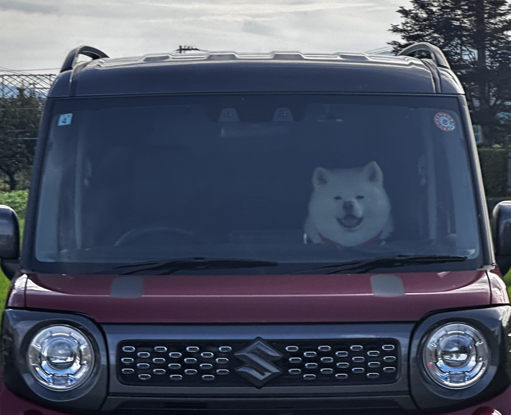 犬まんま 4974926010367_c999_a001_ps.jpg