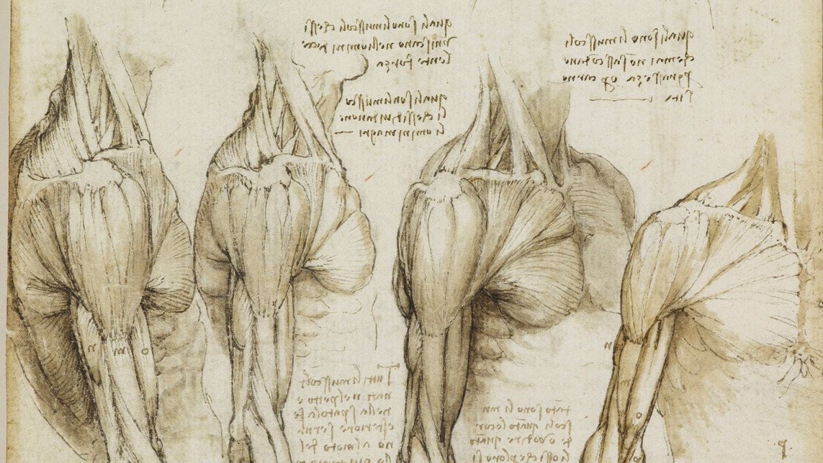 Leonardo da Vinci anatomy sketches