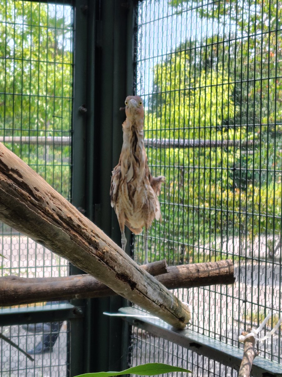 KochicityZoo's tweet image. キジ舎の隠れキャラ、ミゾゴイです。
危険を感じると首を伸ばしてじっとします。
これは木に見せかける擬態だと考えられています。
見に行くと大体、こちらを向いてまっすぐになるので横の姿はレアです。

#和の森わんぱーくこうちアニマルランド
#ミゾゴイ