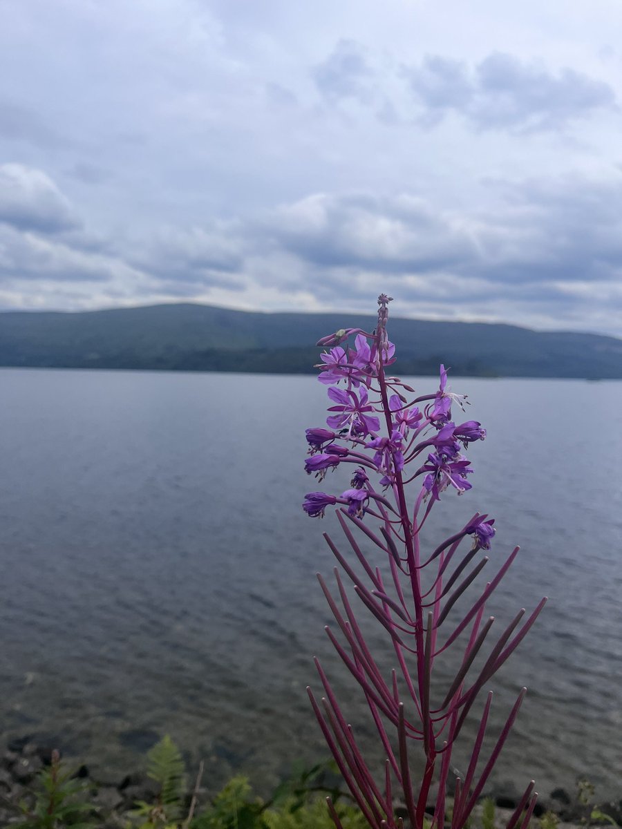 naiwallace's tweet image. Loch Lomond