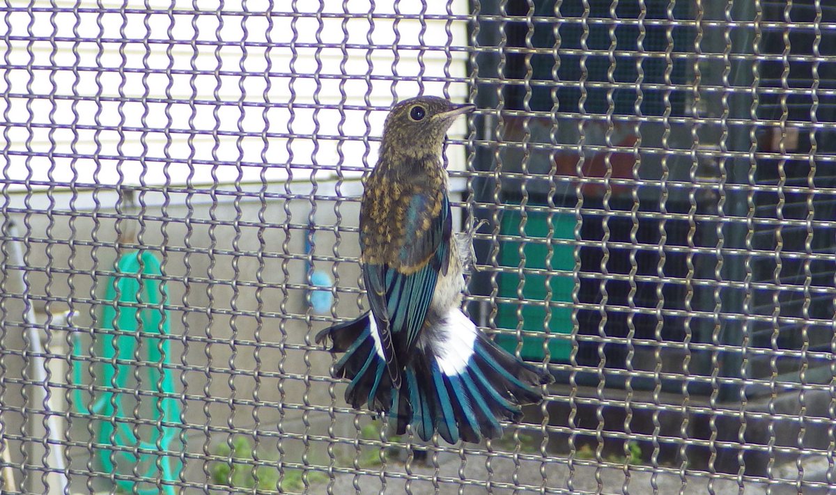 KochicityZoo's tweet image. #オオルリ のオスの若鳥が動物病院に保護されてきました。
美しいブルーの羽が半分出てきて、今しか見られない姿です。
回復したため、晴れた日に山に放しました♪
元気でね！

＃日本三大鳴鳥
＃和の森わんぱーくこうちアニマルランド