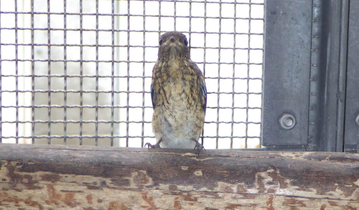 KochicityZoo's tweet image. #オオルリ のオスの若鳥が動物病院に保護されてきました。
美しいブルーの羽が半分出てきて、今しか見られない姿です。
回復したため、晴れた日に山に放しました♪
元気でね！

＃日本三大鳴鳥
＃和の森わんぱーくこうちアニマルランド