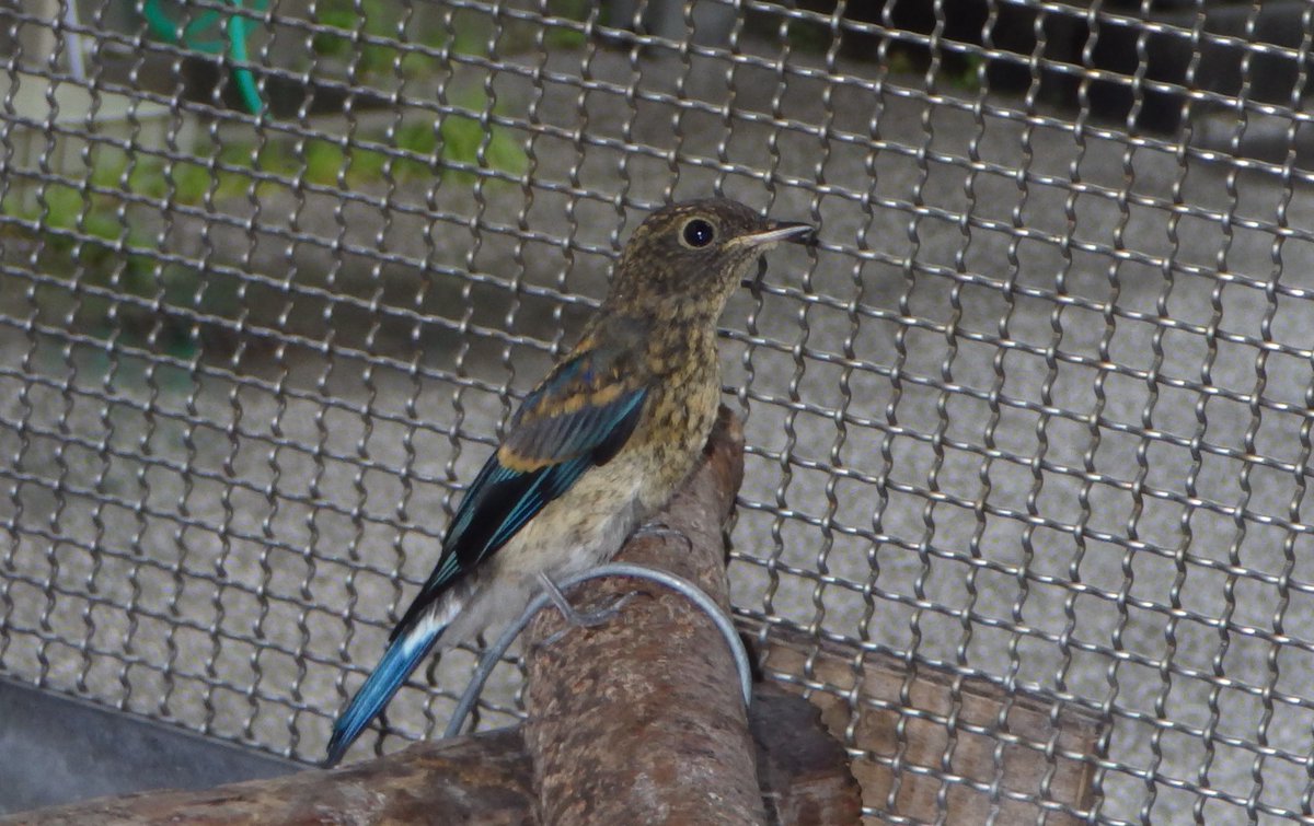 KochicityZoo's tweet image. #オオルリ のオスの若鳥が動物病院に保護されてきました。
美しいブルーの羽が半分出てきて、今しか見られない姿です。
回復したため、晴れた日に山に放しました♪
元気でね！

＃日本三大鳴鳥
＃和の森わんぱーくこうちアニマルランド