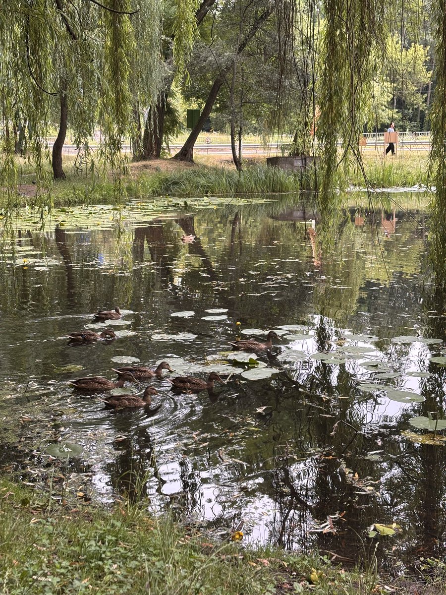 Їдять і плавають весь день 🦆