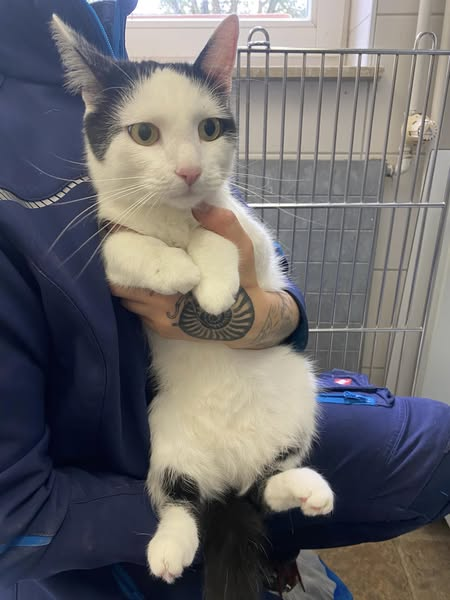 yolandaschultes's tweet photo. Tierheim Weimar Kopie:
Wer kennt diesen Kater?
Er ist zutraulich, sieht gepflegt aus und ist kastriert, allerdings trägt er keinen Chip.
Gefunden wurde er in der Moskauer Straße in 99427 Weimar. Da er von Kindern mit Steinen und Stöcken beworfen wurde, wurde er von einer Bürgerin aufgenommen und an uns übergeben.
Hinweise zur Herkunft bitte an:
tierheim@stadtweimar.de
03643 850705 (bitte den Anrufbeantworter nutzen, wir melden uns zurück)
