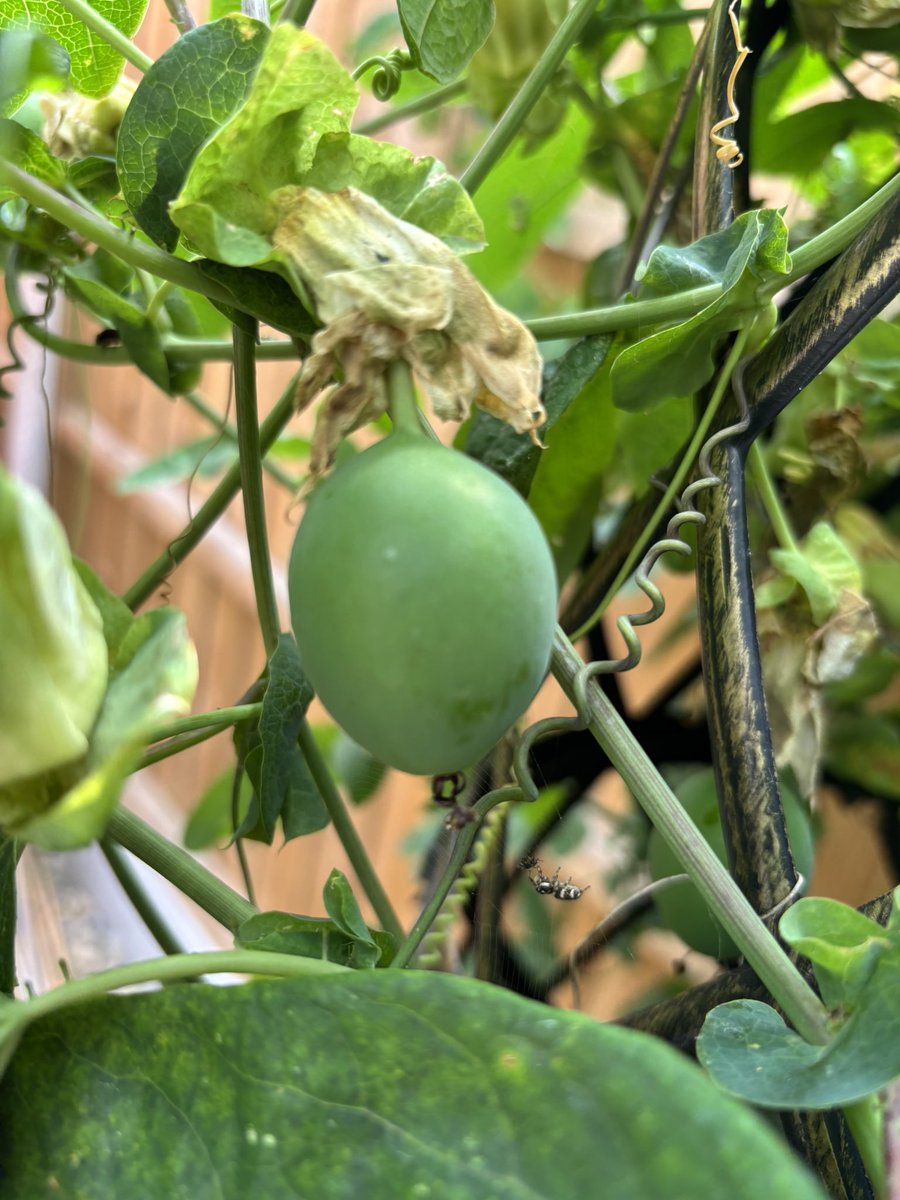 NoniSturge's tweet image. Passion fruit in the garden. A first for me 🥰 Not sure if they are edible though 😆
Have a lovely day everyone. Lots of smiles ☺️
#passiflora #passionfruit #gardening #gyo