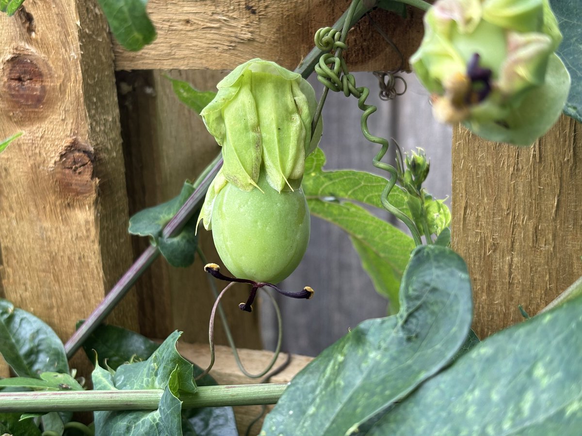 NoniSturge's tweet image. Passion fruit in the garden. A first for me 🥰 Not sure if they are edible though 😆
Have a lovely day everyone. Lots of smiles ☺️
#passiflora #passionfruit #gardening #gyo