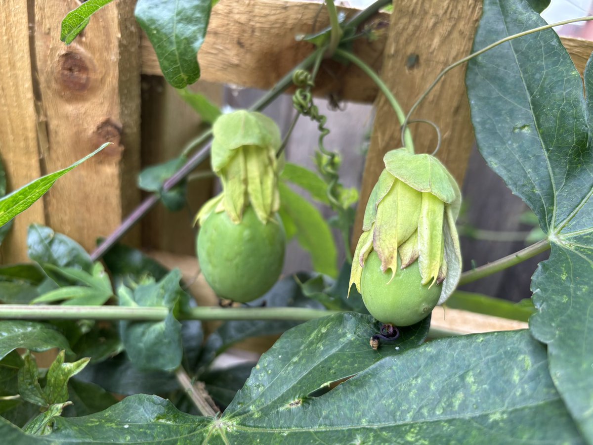 NoniSturge's tweet image. Passion fruit in the garden. A first for me 🥰 Not sure if they are edible though 😆
Have a lovely day everyone. Lots of smiles ☺️
#passiflora #passionfruit #gardening #gyo