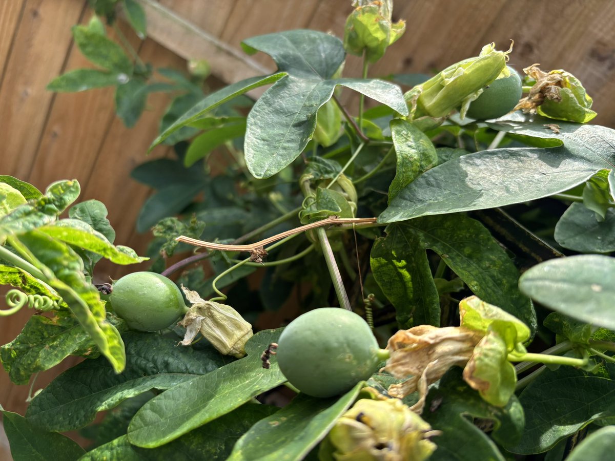NoniSturge's tweet image. Passion fruit in the garden. A first for me 🥰 Not sure if they are edible though 😆
Have a lovely day everyone. Lots of smiles ☺️
#passiflora #passionfruit #gardening #gyo