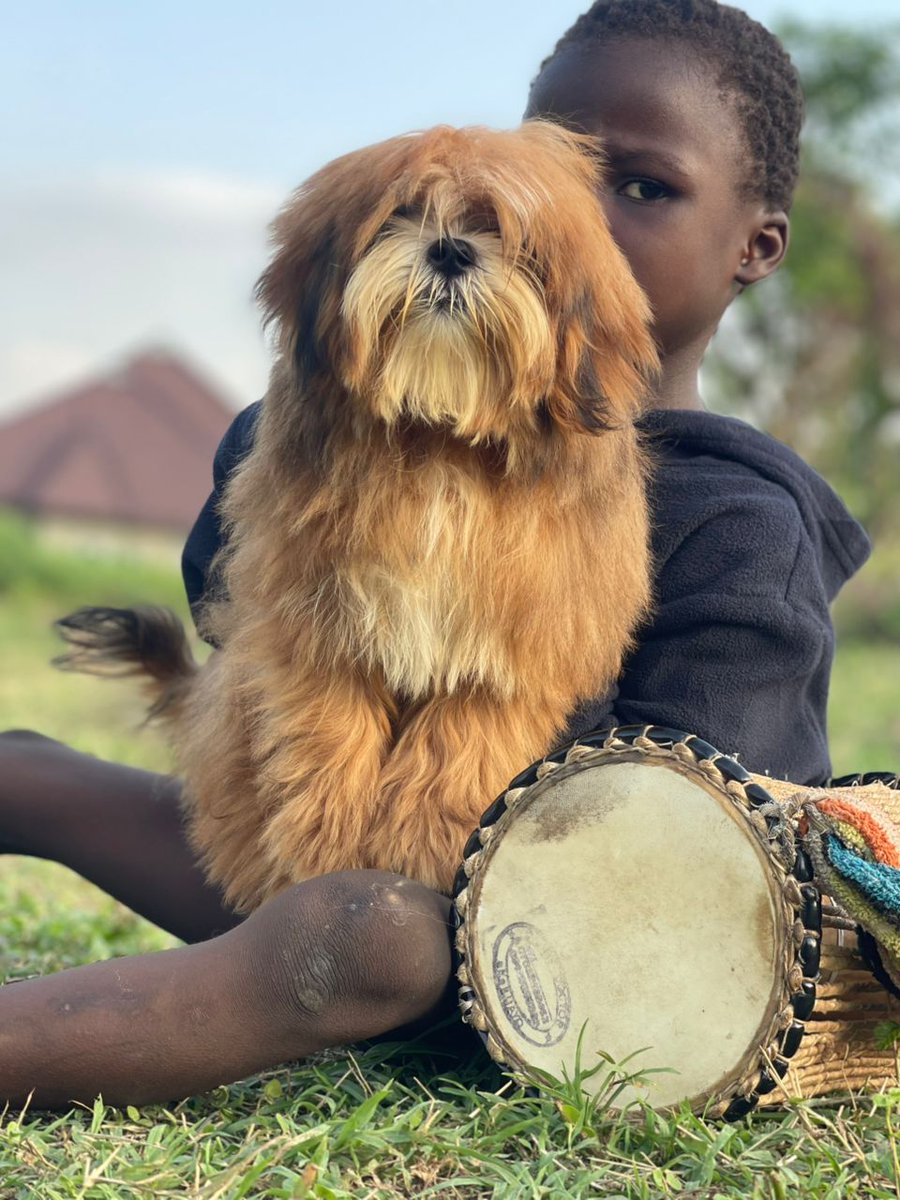 For the love of the breed🥰
Bred by yours Truly😍
#lhasaapso #PuppyLove #Enzo #fyppppppppppppppppppppppp