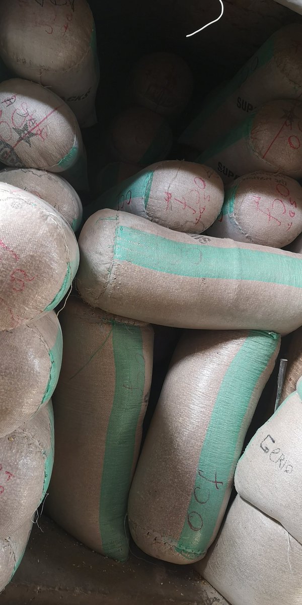Soromtobechi's tweet image. It's the weekend,

Come and buy 50kg and 100kg bags of Oloka beans,
Iron white&amp;amp;brown beans, 
Potiskum beans, 
Sokoto beans,
Honey beans(1 colour and 2 colours).

Okpa(bambara nuts),
Fio fio,
Soybeans, 
Rice. (Quality rice n'eko eko).

Let me be your dealer.