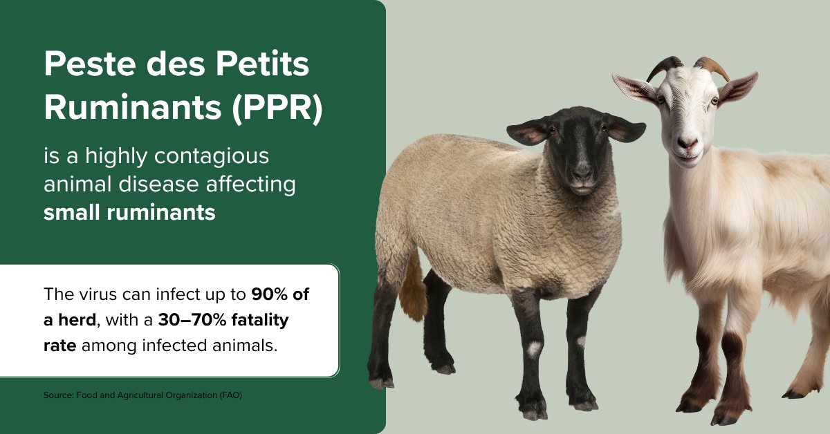 GALVmed's tweet image. Each year, #PPR causes economic losses worth an estimated USD 1.2-1.7 billion. Approximately a third of the financial impact occurs in Africa. ow.ly/E1fv50WnrVa 

#PPR poses a serious threat to livelihoods! Learn more👉 ow.ly/auiK50WgLSU